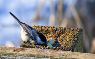 Black-capped Chickadee Feeding on Peanuts at Rustic Wooden Bird Feeder in Winter © Claudia