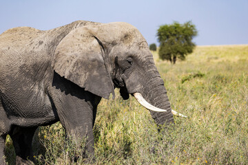 Arusha, Tanzania - 13 June 2026 - Elehant in the Serengeti National Park © eyeworld