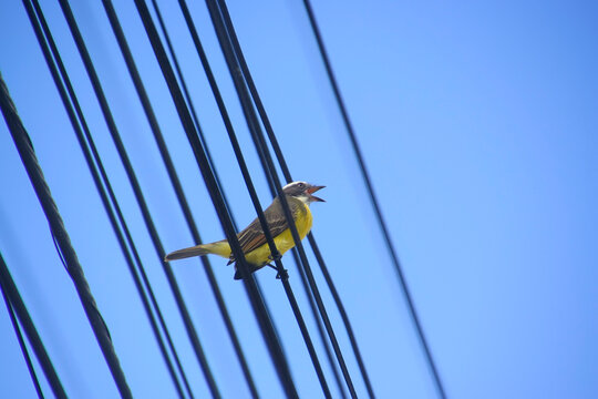 Social Flycatcher Myiozetetes Similis Perched on Electric Power Lines in South American Urban Area
