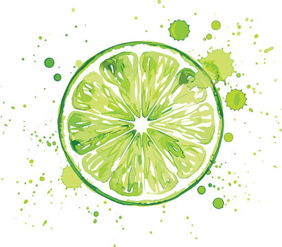 Watercolor lime slice vector illustration featuring fresh green citrus fruit round cut with artistic juice splatters and paint drops
