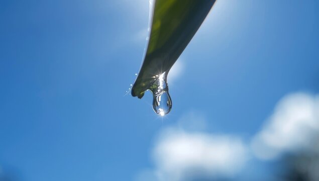 Macro lens on a leaf droplet bending light rays with blue sky behind