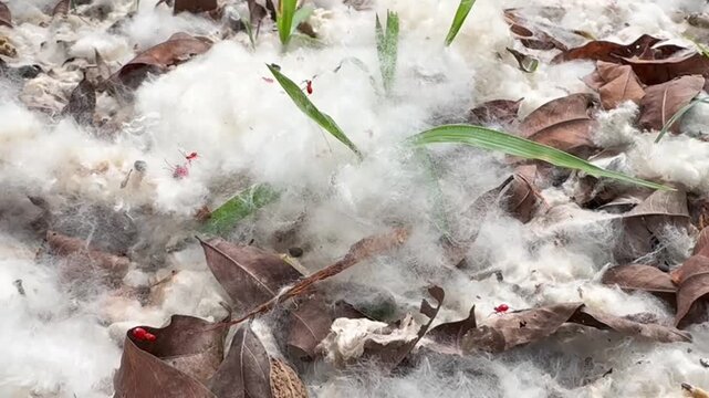Red cotton stainer insects on fluffy white kapok fiber
