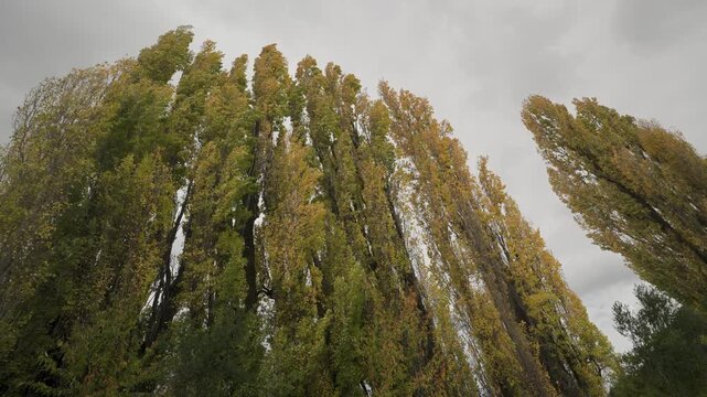 Low angle view of tall poplar trees with vibrant yellow autumn foliage swaying in the wind against a cloudy overcast sky in a natural forest setting.