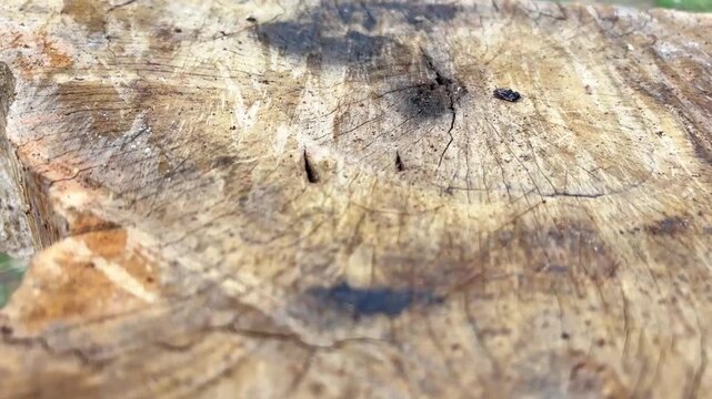 Close up of weathered tree stump with visible growth rings