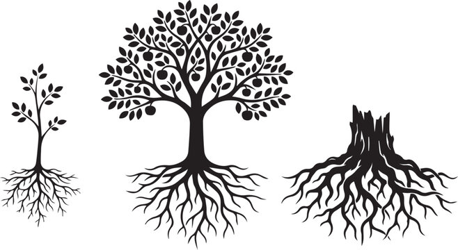 Tree life cycle growth stages vector set showing sapling full fruit tree with roots and tree stump isolated on white background
