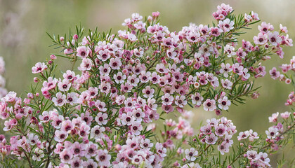 Obraz premium A blooming branch of pink waxflower with small delicate petals and dark centers against a soft blurred natural green background