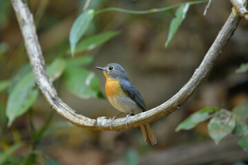 Fototapeta premium Indochinese Blue Flycatcher (Cyornis tickelliae ) female on branch birdwatching in the forest.