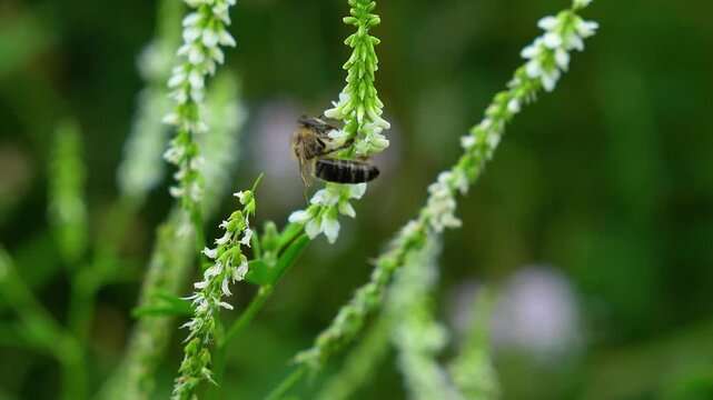 A bee collects nectar and pollinates a white borscht flower. Close-up. Natural processes, summer, insects, reproduction.