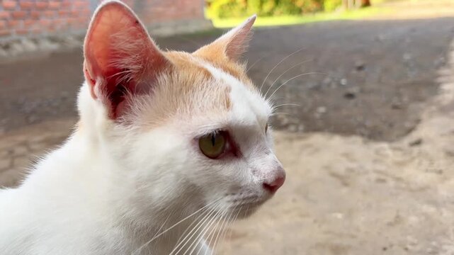 Close up portrait of a white and ginger domestic cat outdoors
