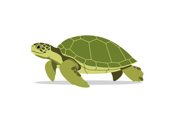 Green Turtle Walking on Land Slowly. © Afif