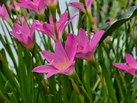 Beautiful pink rain lily flowers blooming in the garden
​Close up of pink zephyranthes flowers with green leaves
​Fresh pink fairy lily flowers in natural sunlight