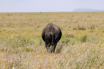 Arusha, Tanzania - 13 June 2026 - Elehant in the Serengeti National Park © eyeworld