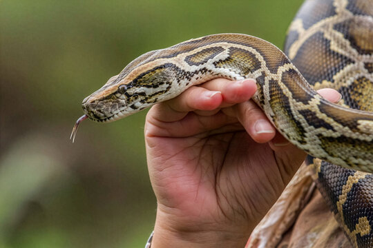 Serpiente sobre mano humana