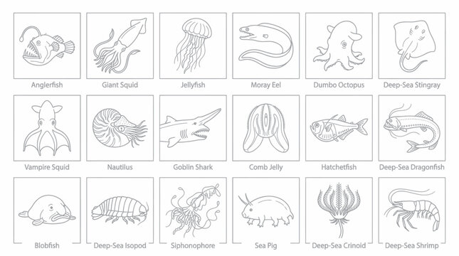 Collection of various deep sea marine creatures and exotic ocean animals featuring anglerfish, giant squid, jellyfish, moray eel, and various rare species in simple line art style