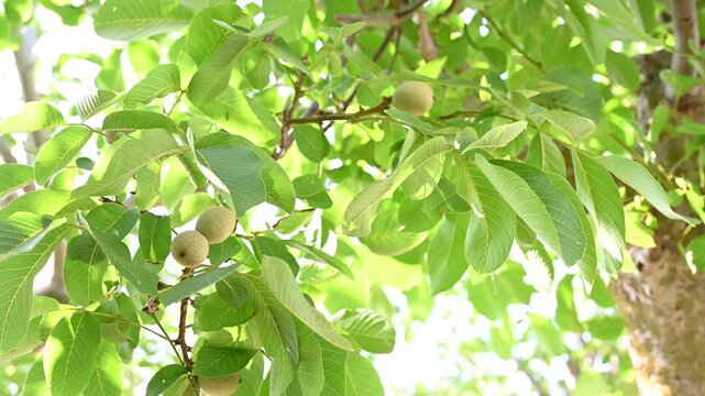 zoom-in video footage of young green walnuts growing on a leafy branch. Organic farming, botanical nature, and traditional Nocino liqueur ingredient preparation concept.