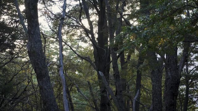Detailed view of dense forest trees with textured bark and lush green foliage, showcasing sunlight filtering through branches in a natural woodland environment.