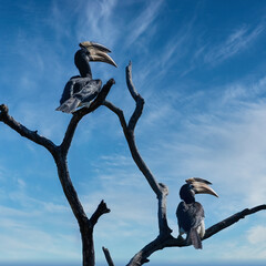 bird on a branch © Bai