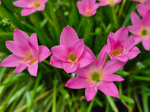 Beautiful pink rain lily flowers blooming in the garden
​Close up of pink zephyranthes flowers with green leaves
​Fresh pink fairy lily flowers in natural sunlight