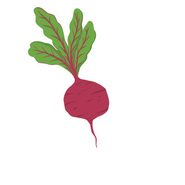 Hand drawn beet