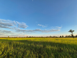 Obraz premium Vibrant green field under a bright blue sky with clouds ​Lush rural landscape with green meadow and blue sky ​Beautiful natural scene of a green field in the countryside