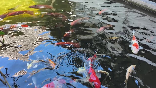 Colorful koi fish swimming in backyard garden pond under bright natural sunlight with sky reflections. 4K Video