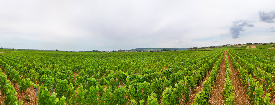 Chardonnay vineyard near Meursault, Burgundy, France, featuring vines, viticulture, agriculture, wine production, and orderly rows stretching across the landscape.