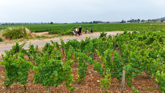 Visitors stand next to their bicycles in Burgundy vineyards in France, surrounded by vines, viticulture, agriculture, wine production, and rural countryside.