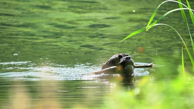 Dog swims after a stick on the water of the lake. Training and education of animals. Summer atmosphere, green background