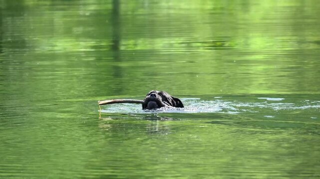 Dog swims after a stick on the water of the lake. Training and education of animals. Summer atmosphere, green background