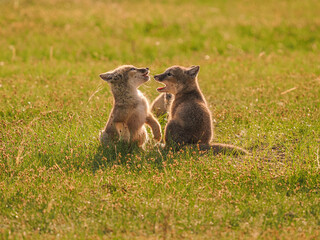 baby kangaroo in the grass © Bai