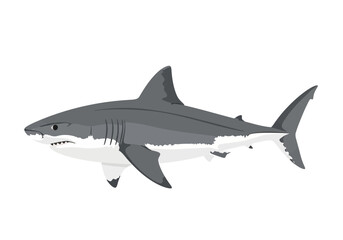 Fototapeta premium Gray shark swimming in ocean water.