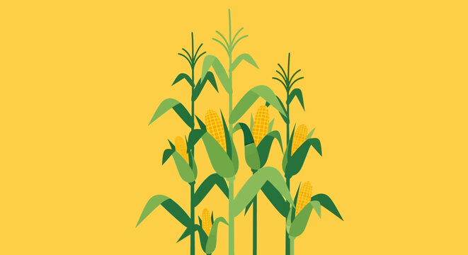 A flat vector illustration of several corn stalks on a yellow background