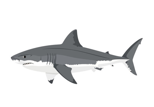 Gray shark swimming in ocean water.