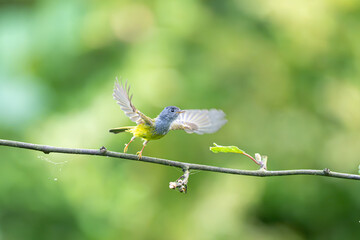 blue tit on branch © Bai