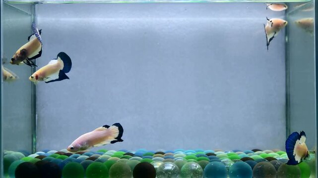Betta fish male group of fancy purple halfmoon long tail from Thailand, Siamese fighting fish on isolated Grey background.