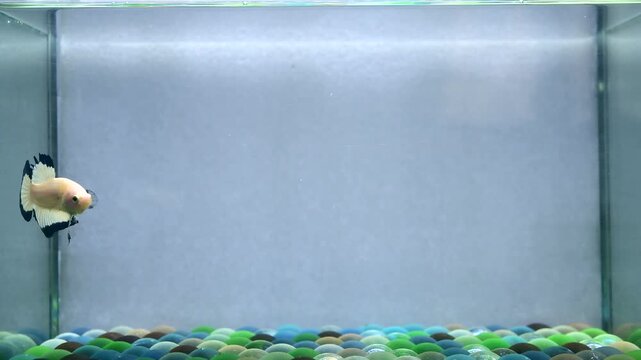 Betta fish male fancy blue rims halfmoon short tail from Thailand, Siamese fighting fish on isolated Grey background.