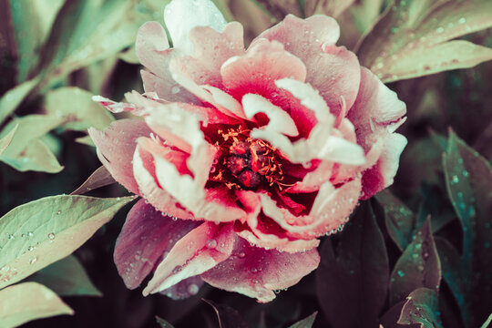 Macro of pink-purple Peony Pink Ardour. Close up. Selective focus.