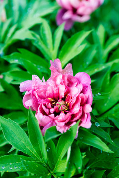 Macro of pink-purple Peony Pink Ardour. Close up. Selective focus.