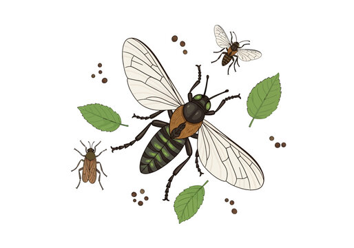 Illustration of Flies and Leaves.