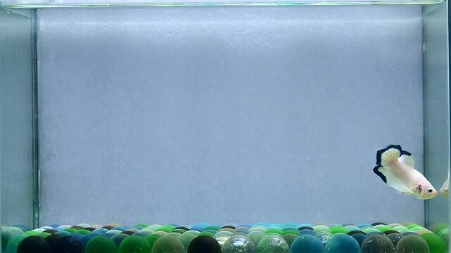 Betta fish male fancy blue rims halfmoon short tail from Thailand, Siamese fighting fish on isolated Grey background.