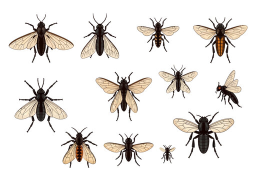 Collection of Flies and Insects Isolated.