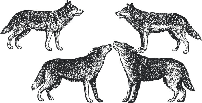 Detailed engraving of wolves in various poses, wild animal nature illustration