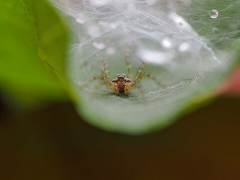 spider on a web