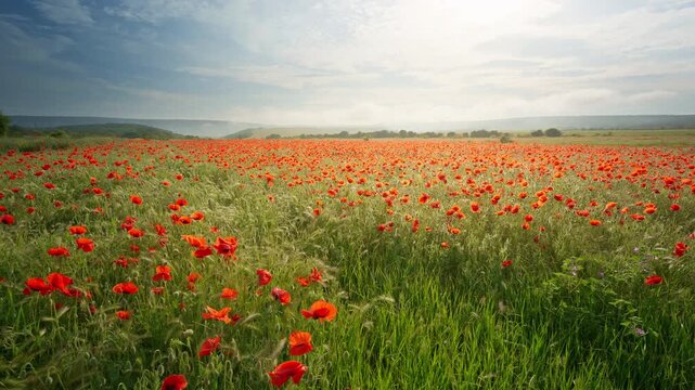 Close up slider shot moving smoothly right along beautiful blooming red poppy flowers in a field at sunset. Cinematic countryside nature footage under a blue sky with bright sunburst for summer travel