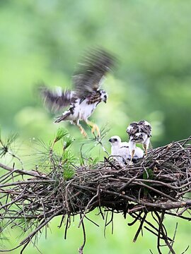 bird nest with chicks