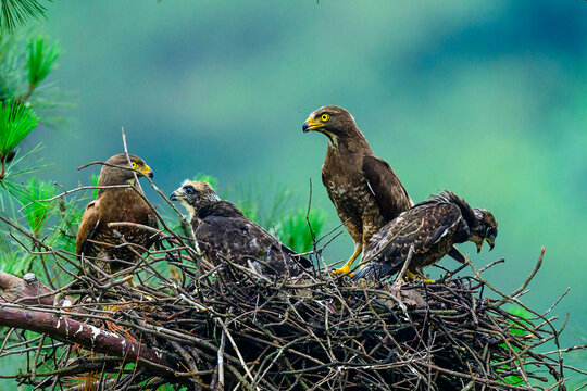 eagle in the wild