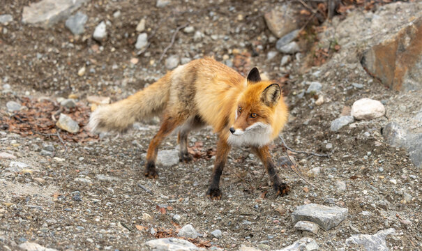 The red fox (Vulpes vulpes) is widespread throughout Norway - here in the area around Kirkenes
