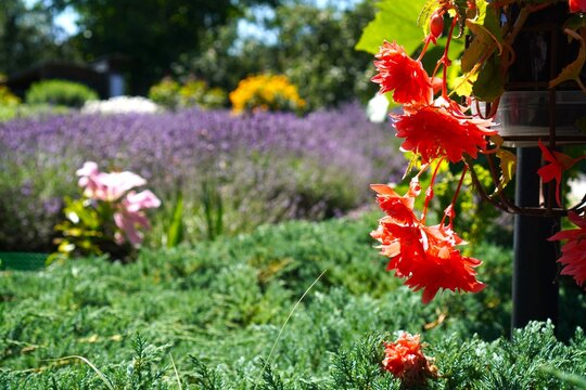  Vibrant red flowers hang gracefully in a lush garden, surrounded by a blur of lavender and greenery. The scene captures a tranquil moment in the midst of blooming nature