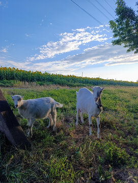 Goats Grazing in Open Green Field Under Blue Cloud Sky