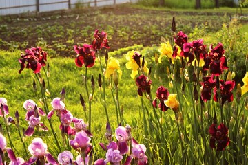 Multicolored irises bloom in the rays of the sun. © Ihor Chyhrinets